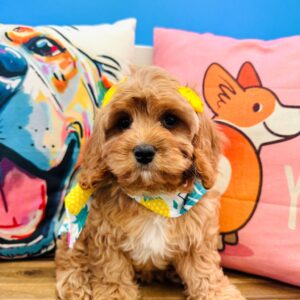 Daffodil Cavapoo 01