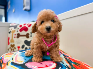 Daisy Mae Toy Poodle 01
