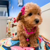 Daisy Mae Toy Poodle 02