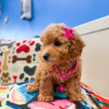 Daisy Mae Toy Poodle 03