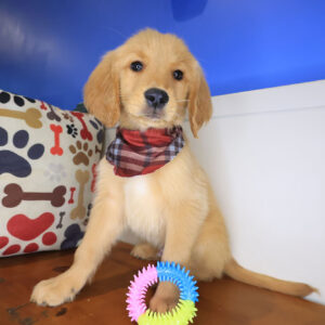 Dasher Golden Retriever 01