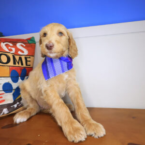 Dawn Labradoodle 01