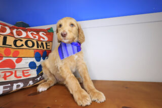 Dawn Labradoodle 01