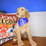 Dawn Labradoodle 03