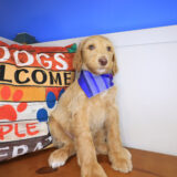 Dawn Labradoodle 04