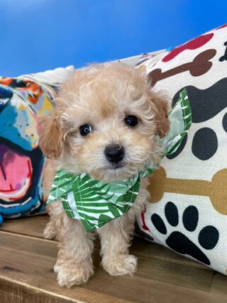 Dieter Poodle 01