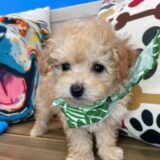 Dieter Poodle 02