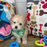 Dieter Poodle 04