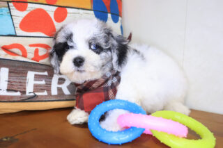 Dingbat Bichapoo 01
