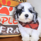 Dingbat Bichapoo 03