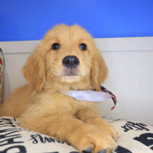 Dink Golden Retriever 01