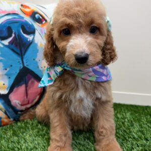 Donna Mini Goldendoodle 01