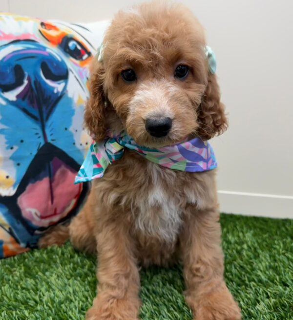 Donna Mini Goldendoodle 01