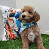 Donna Mini Goldendoodle 03