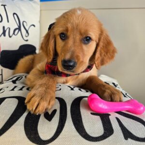 Dot Golden Retriever 01