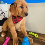 Dot Golden Retriever 03