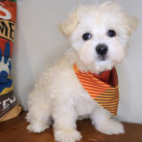 Dozer Maltipoo 01