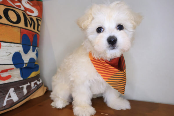 Dozer Maltipoo 01