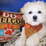 Dozer Maltipoo 02