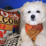 Dozer Maltipoo 03