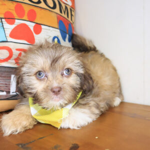 Drifter Shihpoo 01