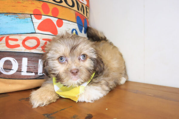 Drifter Shihpoo 01