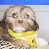Drifter Shihpoo 03