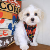 Dusky Maltipoo 01