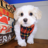 Dusky Maltipoo 03