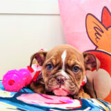 Dustbunny English Bulldog 02