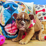 Dustbunny English Bulldog 04