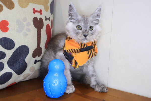 Ebony Maine Coon 01
