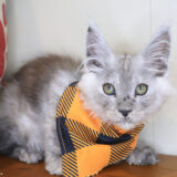 Ebony Maine Coon 02