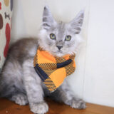 Ebony Maine Coon 04