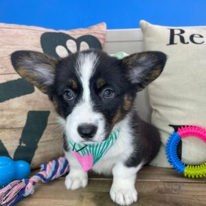 Effie American Corgi 01
