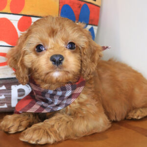 Eli Cavapoo 01
