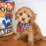 Eli Cavapoo 02