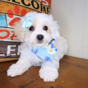 Elowen Maltipoo 01