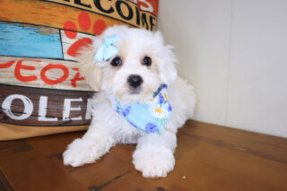 Elowen Maltipoo 01