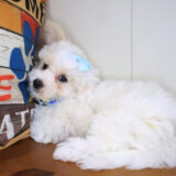 Elowen Maltipoo 02