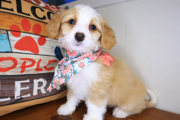 Emma Bernedoodle 01