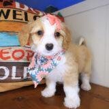 Emma Bernedoodle 02