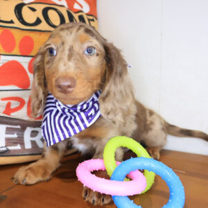 Epic Dachshund 01