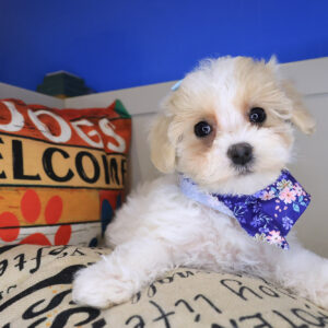 Fantasia Maltipoo 01