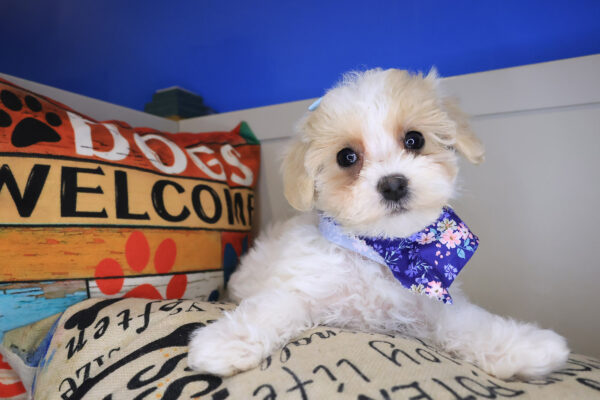 Fantasia Maltipoo 01
