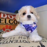 Fantasia Maltipoo 03