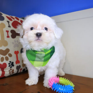 Fido Teddy Bear 01
