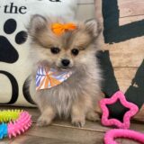 Fifi Pomeranian 01