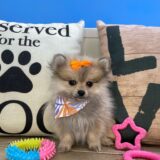 Fifi Pomeranian 04