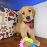 Finnegan Golden Retriever 02